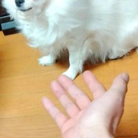 おやつが無い状態で『犬を呼んでみた』結果→あまりにも露骨な『表情』が面白いと4万いいね集まる「軽蔑の目してて笑った」「プロ意識高くて草」