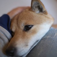 犬が『急に甘えてくる』3つの理由　愛犬が飼い主から離れたがらない心理や注意点まで