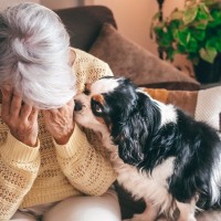 犬が飼い主を『慰めている』ときにみせるサイン5つ　落ち込んでいるのが分かるの？