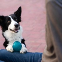 犬が『遊びに誘っている』ときにみせる仕草や行動4つ　愛犬との仲を深めるために飼い主がすべきことまで