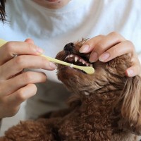 犬の『歯磨き』どのくらいの頻度がオススメ？やりすぎた場合の悪影響とは