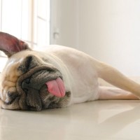 寝ている犬の『不思議な行動』4つ　放っておいて大丈夫？注意が必要な状態まで解説