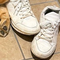 『やけに大型犬が静かだな』と思い、探した結果→玄関で発見して…思わず二度見した『まさかの光景』に1万いいね「奥までｗｗ」「うっとりで草」