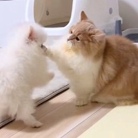 まだ出会って数日の子犬と猫→じゃれ合いを観察していたら…可愛いが渋滞している『尊い光景』が83万再生「両方短いｗｗ」「猫みたいな犬で草」