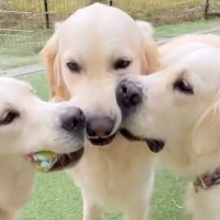 一つのおもちゃを取り合う大型犬たち→みんなが互いに気を遣い…予想外すぎる『まさかの結末』が43万再生「可愛い大集合」「負けられない戦い」