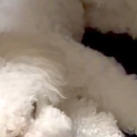 眠りながらピクピクと震える犬→『発作かも』と心配で病院へ行ったら…まさかの『診断結果』が88万表示「ビックリするよね」「うちもしますｗ」