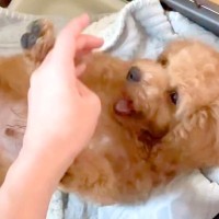 子犬を飼った結果→『こんな可愛い生き物がいるんだ』と思っていたら…3年後の『想像と違う成長』が32万再生「存在感ｗ」「すくすく育ったね」