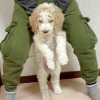 体重2キロの子犬を飼った結果→10ヶ月後、息子の身長をも上回り…あまりにもデカい『成長した現在』が35万再生「人間感ｗ」「AI加工かと」