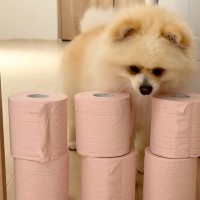 トイレットペーパーを置いたら、犬はどうするのか？→飛び越えると思いきや…予想を超える『まさかの展開』に爆笑「面白すぎｗｗ」「願えば叶う」