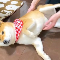 1ヶ月ぶりに帰ってきたお兄ちゃん→犬を抱っこしようとしたら、なぜかキックされ…『まさかの理由』に反響「面白すぎｗ」「食べ物の恨みは怖い」