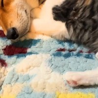 『捨てられていた保護猫』と一緒に寝る『先住犬』→ふと覗いてみると…心を許しすぎている『尊い寝方』が7万再生「可愛くて無理」「なんて幸せ」
