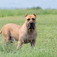 【獣医師監修】プレサ・カナリオってどんな犬種？特徴と性格や飼い方・価格相場まで解説