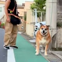 散歩中の犬を発見したママ→わざわざ真横を通り、目が合ったのに…思わず笑ってしまう『シュール過ぎる展開』に反響「ものすごく可愛い」