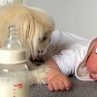『赤ちゃんのミルクの時間なのに寝ちゃってるな』と呟いたら、聞いていた犬が…『まさかの行動』が17万再生「優しすぎる」「破壊的かわいさ」