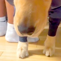 雨の日、仕方なく『カッパ』を着る大型犬たち→完全に諦めて…思った以上の『絶望の表情』に爆笑「面白すぎるｗｗ」「めっちゃ嫌そうで草」