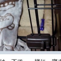 『絶対に犬は飼わない』と言っていた父が子犬を飼った結果→LINEがきたので、開いてみると…想定外の内容が23万再生「愛情深い」「幸せもの」