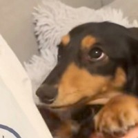 友人を家に招いた結果→犬が『小さなころに会ったことがある』と覚えていて…尊すぎる『大喜びの仕方』に反響「可愛すぎだろ」「めちゃ甘えてる」