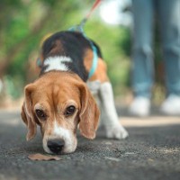 犬が苦手な『ニオイ』6選　不快だと感じるワケや愛犬に与える悪影響まで