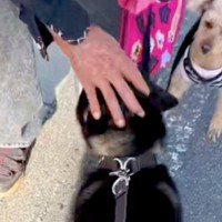 小さな頃から可愛がってくれる『おじいちゃん』に遭遇した犬→見つけた瞬間の『愛おしすぎる光景』に反響「圧がｗ」「おじいちゃん絶対に嬉しい」