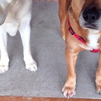 民宿の看板犬を務める2匹の犬→1週間泊まってくれたお客さんが帰ったあと…『まさかの表情』に4万いいね「絶対また行きたくなる」「寂しい顔」