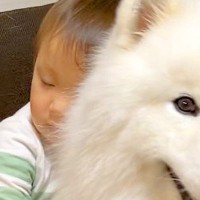 赤ちゃんにハグされ、笑顔を見せる大型犬→パパが抱きしめると…わかりやすすぎる『辛辣な表情』に1万いいね「温度差がたまらんｗ」「笑った」