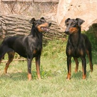 【獣医師監修】マンチェスター・テリアってどんな犬種？特徴と性格や飼い方・価格相場まで解説