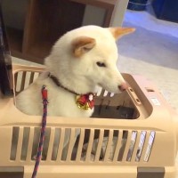 病院に注射を打ちに来た犬→『嫌がるかな』と思いきや、看護師さんを見た瞬間に…『想定外の態度』が19万再生「信頼してるんだ」「お利口さん」