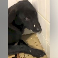施設の隅で人間を怖がっていた『元野犬』を飼った結果→食事もままならず、3ヶ月後…涙あふれる『表情の違い』に思わず感動「素晴らしい」