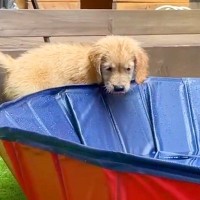 子犬を『初めてプールで遊ばせた』結果→『水を怖がるかな』と思ったら…想像以上の『大はしゃぎ』が11万再生「可愛くてほっこり」「天真爛漫」