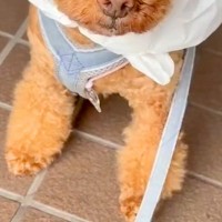 大雨の日、犬に着せるカッパがなかったので『即席で作った』結果…まるで給食当番？想像以上にお似合いな光景に反響「不満気ｗｗ」「可愛すぎ」