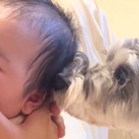 赤ちゃんが生まれたら、犬が『新しい家族だ』と認識して…本当のお姉ちゃんのような『尊い日常の記録』に感動「なんて愛おしい」「微笑ましすぎ」