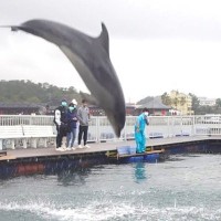 生まれて初めて『イルカを見た』猫と大型犬→まるで子どものように…水族館で見せた光景に絶賛「一緒に泳ぎたがってるｗ」「幸せなワンニャン」