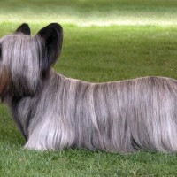 【獣医師監修】スカイ・テリアってどんな犬種？特徴と性格や飼い方・価格相場まで解説