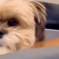 『寝起きの犬』を撮影してみた結果→なぜか顔の右半分が…思わず笑う『想像以上の寝ぐせ』に反響「えぐられすぎてて草」「かわいすぎるｗｗ」