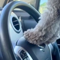 『車の運転席から外が見たい』と訴える犬→無理やりパパを踏み台にして…『まさかの覗き方』に爆笑「組体操で草」「あんよが可愛すぎるｗｗ」