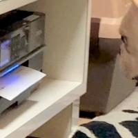 父が『プリンターで書類を印刷した』結果→すぐ近くで見ていた犬が…思わず笑ってしまう展開が79万再生「絶対にわざとで草」「可愛すぎるｗｗ」
