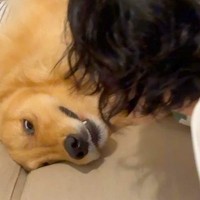 ソファでのんびりする大型犬に『チューをしてみた』結果→喜びが溢れて…まるで人間のような『表情』が16万再生「お互い幸せ」「かわいい相棒」
