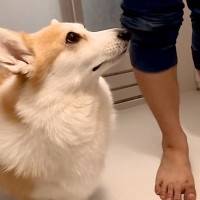 夜中、犬をお風呂に入れた結果→洗い始めた途端に『文句』が止まらなくなって…思った以上の『ブチギレ』に反響「歯ぐきｗ」「ムキ顔も可愛い」
