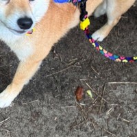 外出時、犬に『オヤツを忘れてしまった』と伝えた結果→表情が変わり…思った以上の『軽蔑の目』に反響「露骨に呆れてて笑った」「圧がすごいｗ」