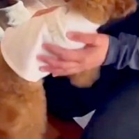 『幼稚園』が大好きでたまらない犬→朝、先生がお迎えに来ると…テンションMAXな『登園の光景』が19万再生「子供と一緒」「楽しいの伝わる」