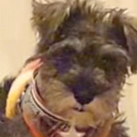 『ボロ雑巾と呼ばれていた犬』が過去の自分のようで…『幸せにしたい』と飼った結果→愛情いっぱいな『現在』に感動「運命だ」「世界一の宝物」