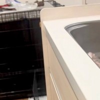 片付けができるようになった大型犬→『たくさん褒めまくった』結果…予想を上回る『健気すぎる光景』に称賛「なんて賢いの」「心なしかドヤ顔ｗ」