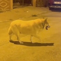 アパートを追い出され、家を失った14歳の老犬→『家族になる』と一大決心をして…素敵すぎる『結末』が29万再生「もう寂しくない」【海外】