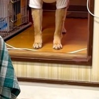 『小さな段差が怖い』と文句を言う犬→『おいで』と呼んでみても…あまりにも『赤ちゃんすぎる光景』に反響「ビッグベイビー」「足長いのにｗ」