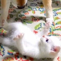 『夜中に発見した保護子猫』を本当の子供のように育てた犬→9年後、できないことが増えて…涙腺崩壊する光景が26万再生「泣いた」「本当に尊い」