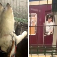 電車を見ていた大型犬→『車掌さん』が気付いてくれて…出発の瞬間に見せた『素敵な神対応』が74万再生「たまらん可愛さ」「なんて優しい世界」