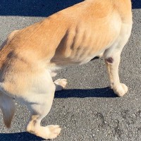 骨が浮き出る程ガリガリな保護犬→お迎えして『半年』が経った結果…当時が嘘のような『現在の光景』に3万いいね「幸せな証拠」「表情も違う」