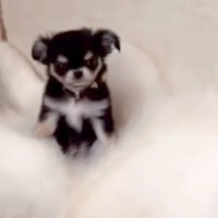 極小の赤ちゃん犬が『大型犬たちと暮らした』結果→お腹の上が特等席で…愛おしすぎる『サイズ差』が98万再生「自称ハスキーｗ」「素敵な関係」