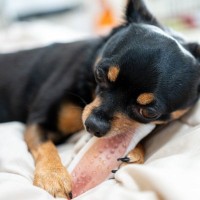 犬が『独り占め』したがるモノとは？取られたくないときにみせる行動や独占欲が強すぎる場合の注意点まで