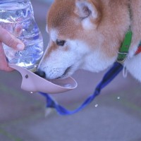 夏に犬と散歩へ行くときに『必要な準備』3つ　快適に歩くためのおすすめグッズまで